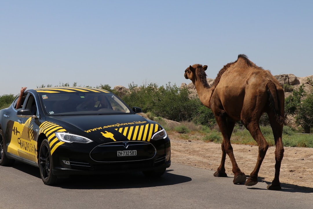 Tesla Model S & верблюд